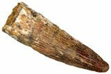 Fossil Spinosaurus Tooth - Real Dinosaur Tooth #329706-1
